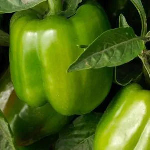 California Wonder Sweet Green Pepper - Capsicum Annuum - 40 Seeds