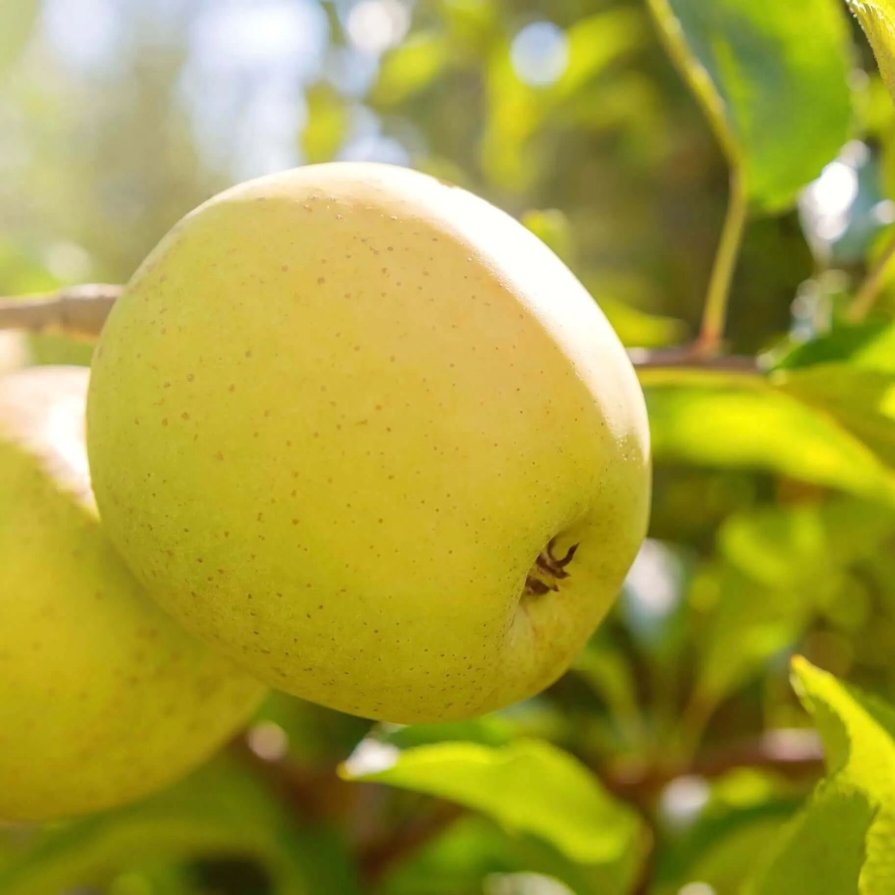Dorsett Golden Apple Tree