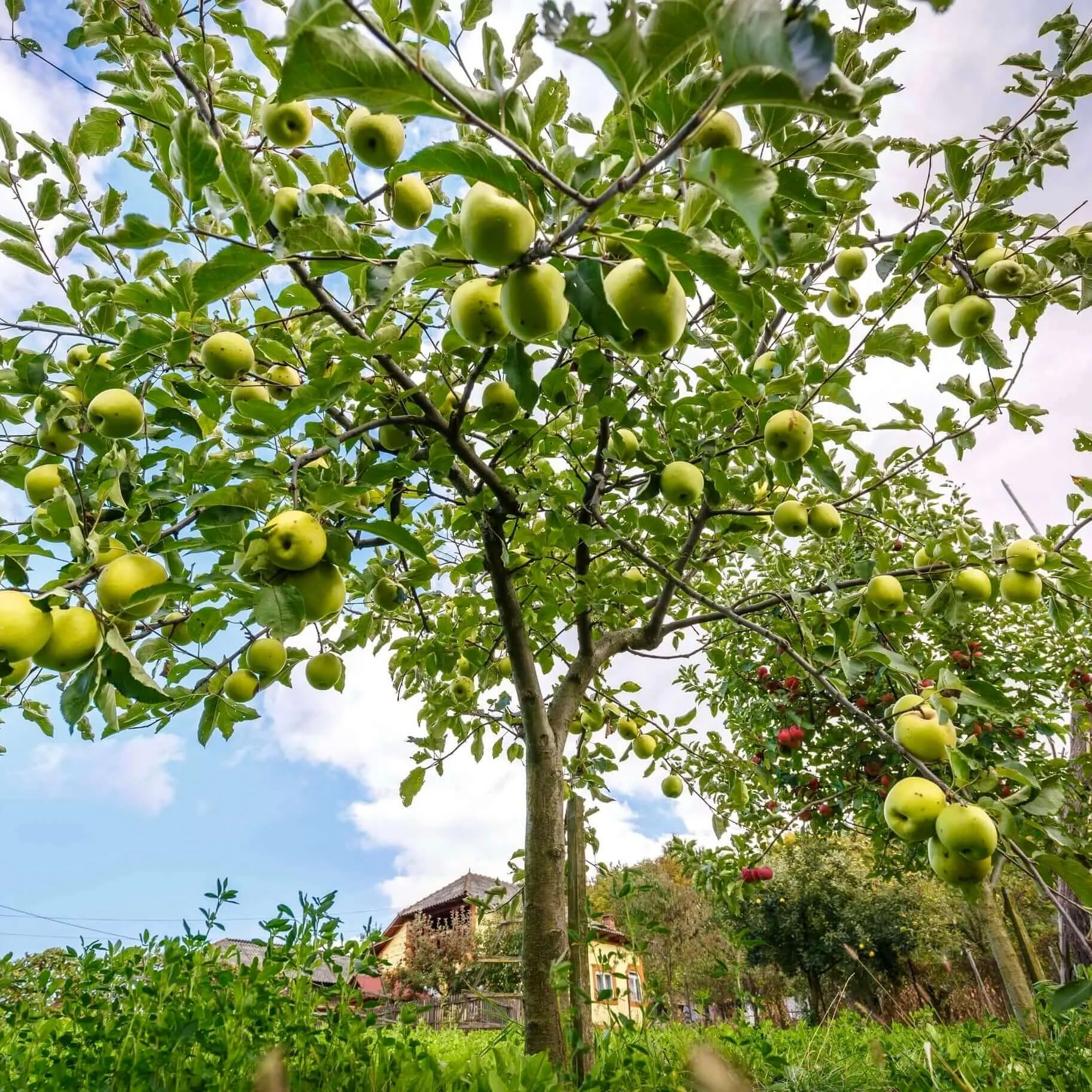 Dorsett Golden Apple Tree