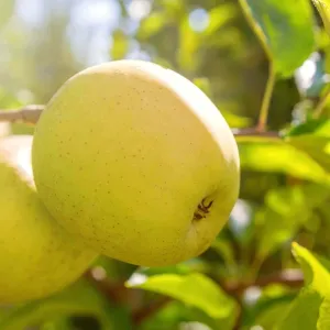 Dorsett Golden Apple Tree