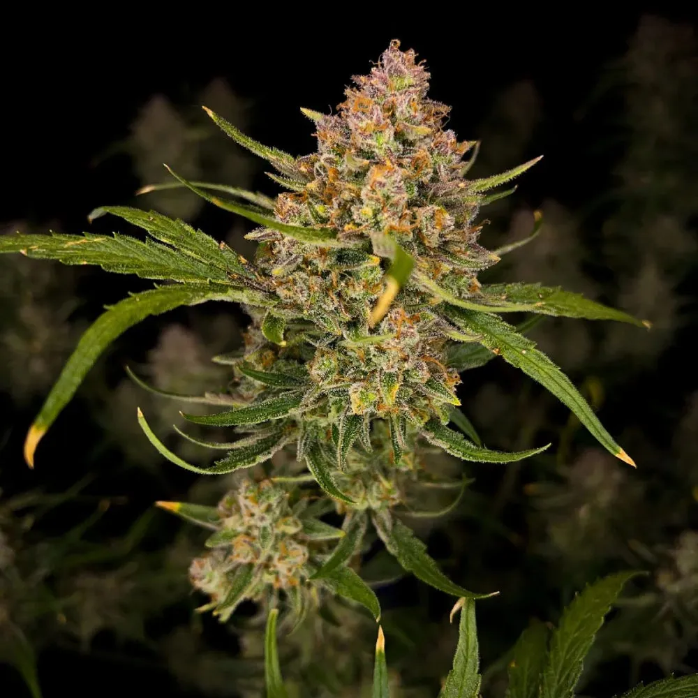 Fast Buds - Guava Auto™