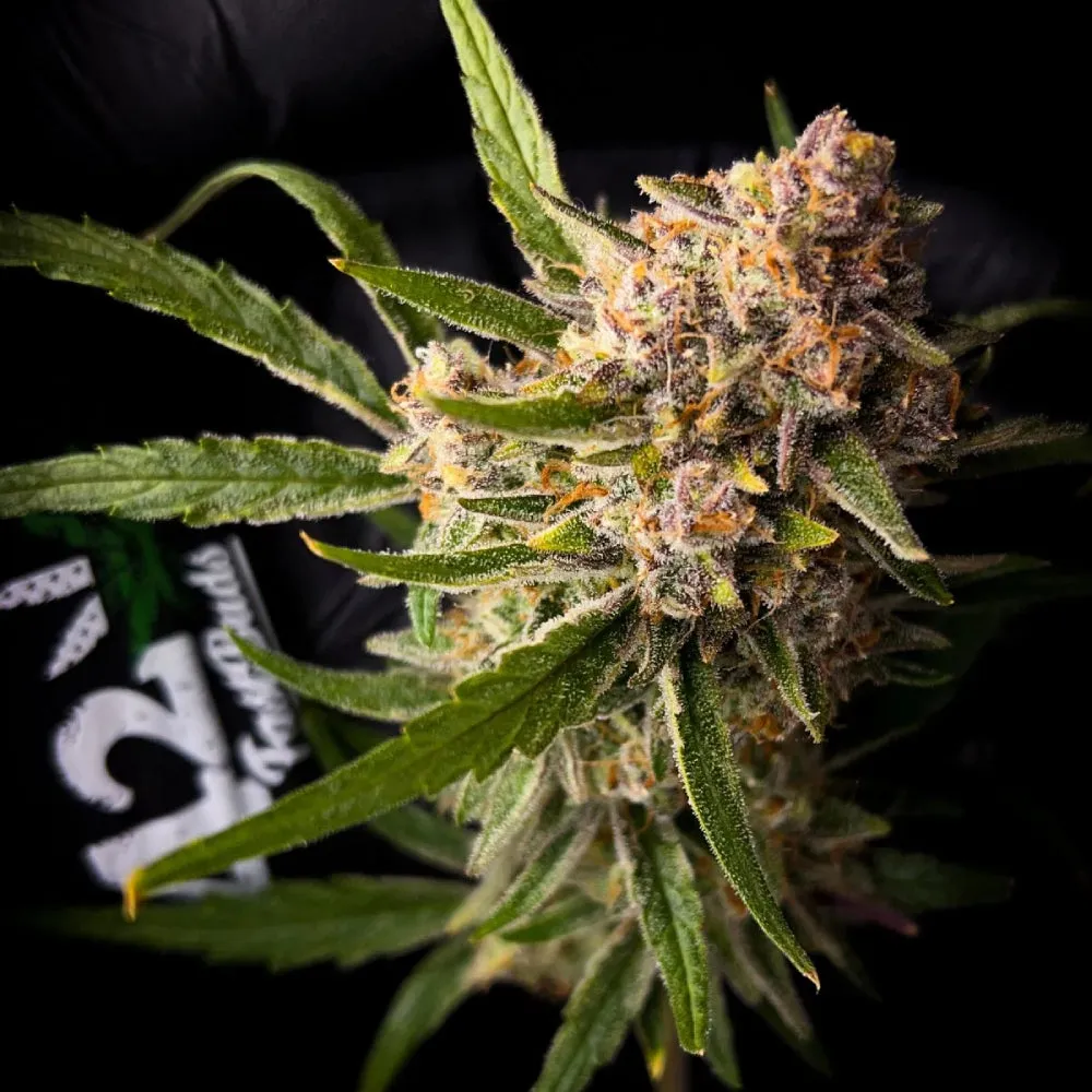 Fast Buds - Guava Auto™