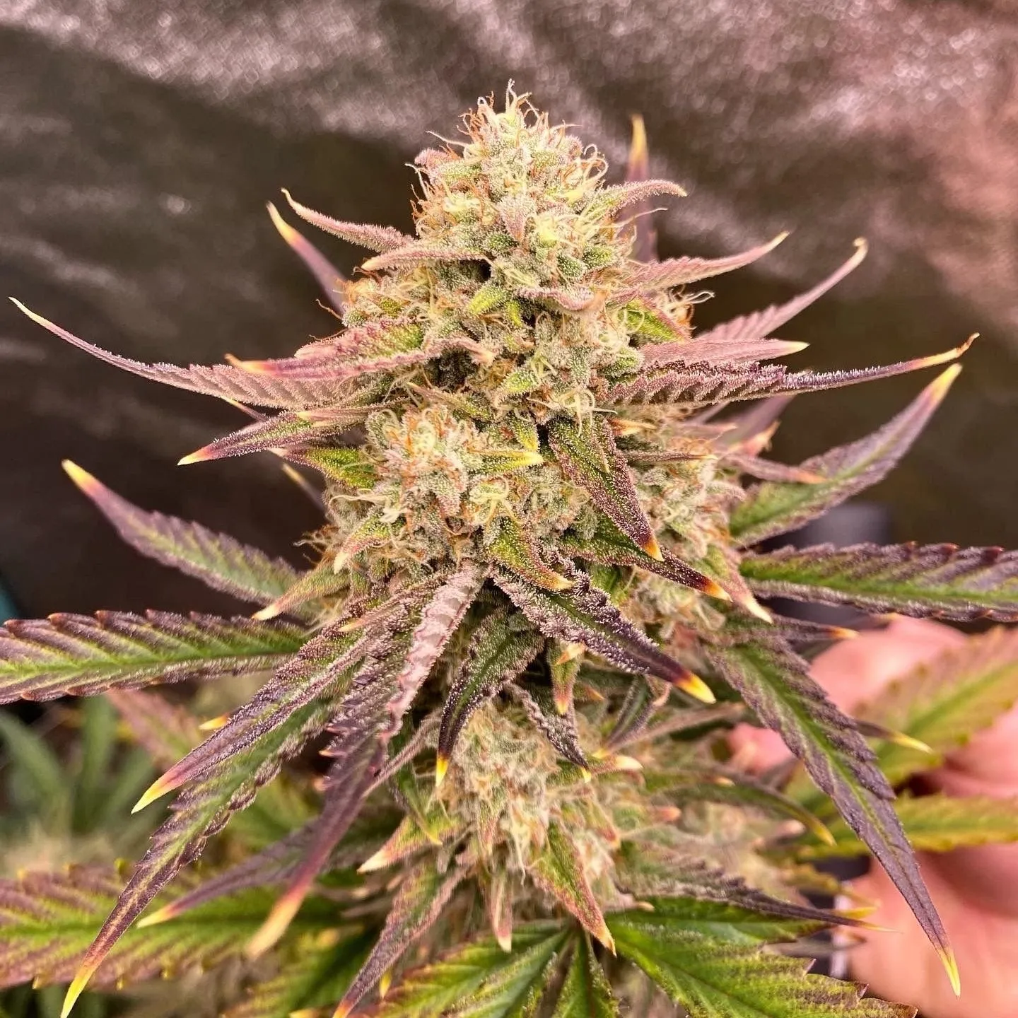 Fast Buds - Guava Auto™