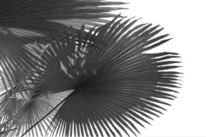 Frond