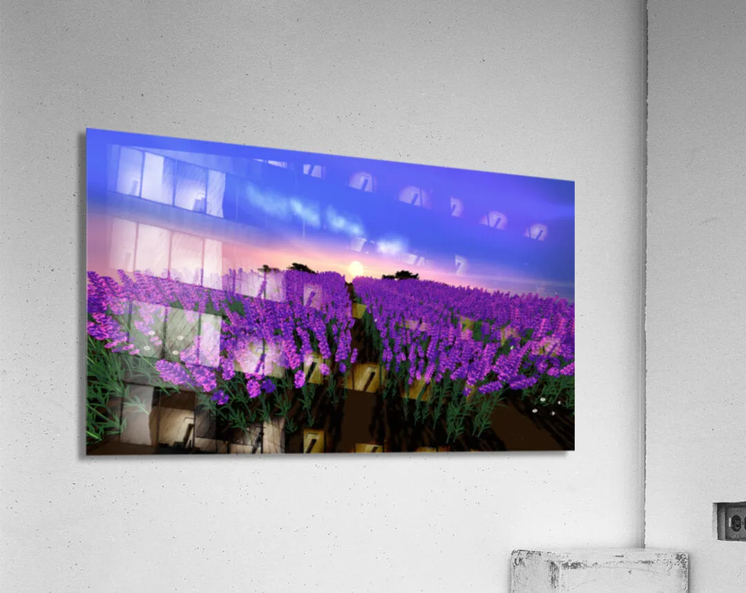 The Lavender Fields
