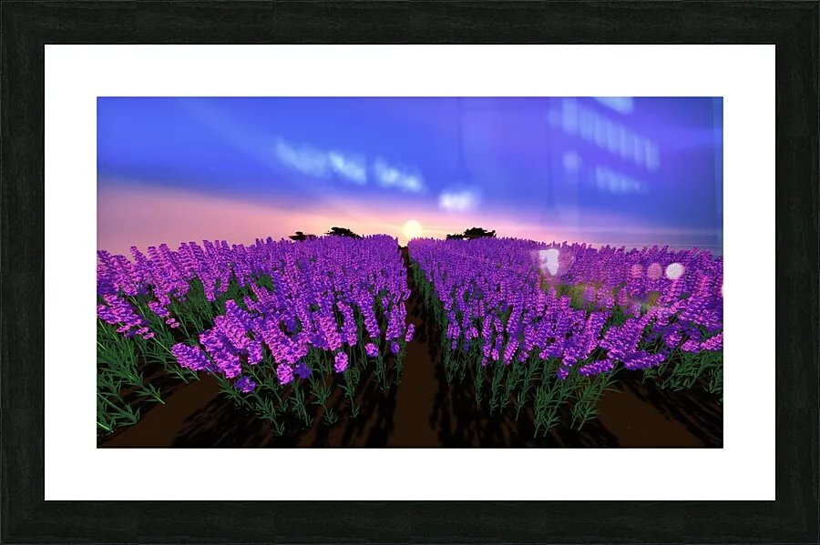 The Lavender Fields
