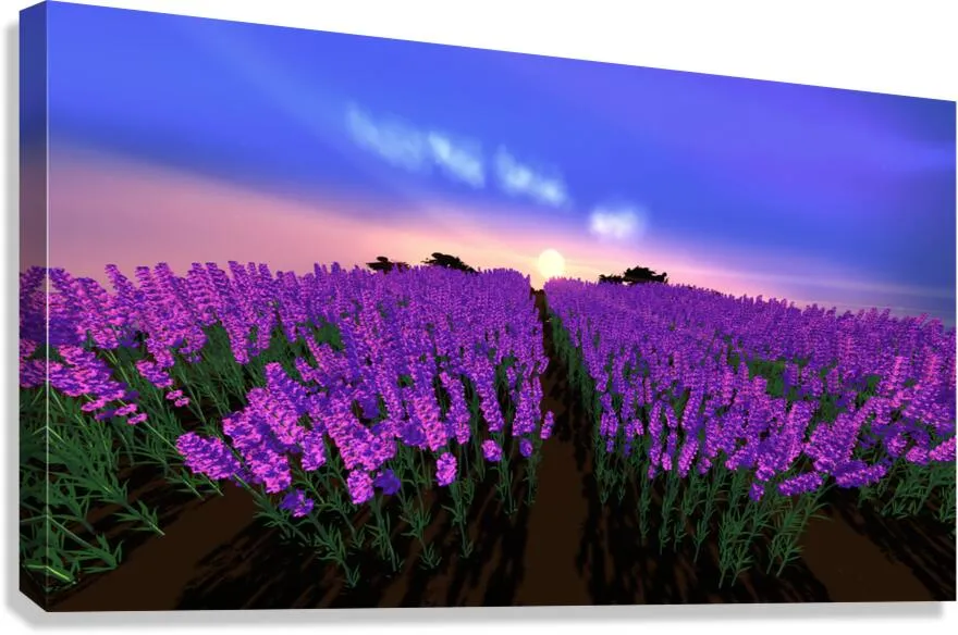 The Lavender Fields