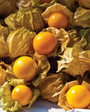 TM809 Ground Cherry Aunt Molly’s